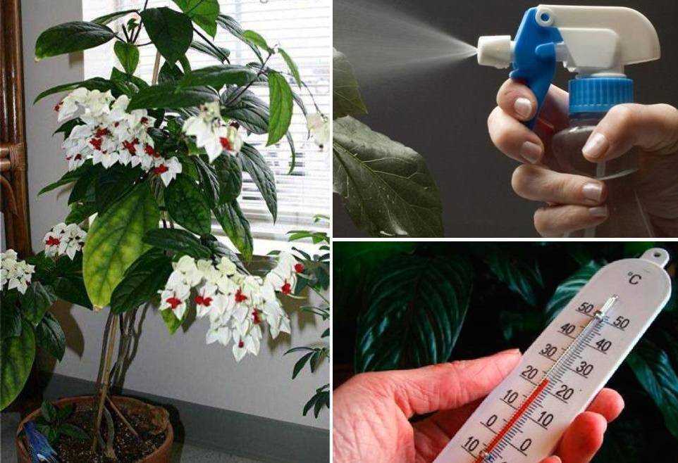 Клеродендрум: уход в домашних условиях за экзотическим растением