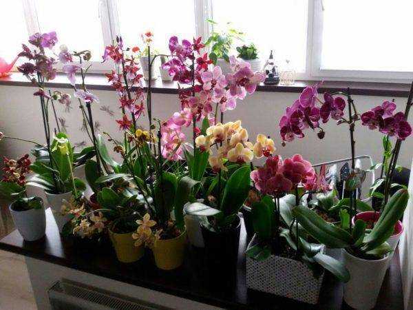 Как сохранить срезанные орхидеи: уход за букетом - Проект "Цветочки" - для цветоводов начинающих и профессионалов