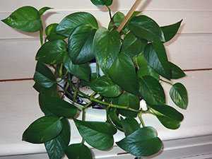 Комнатное растение эпипремнум (сциндапсус): фото, размножение, уход в домашних условиях, виды цветка сциндапсус