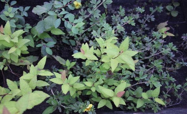 Черенкование хризантем: размножение хризантемы черенками в домашних условиях летом, укоренение черенков и последующий уход