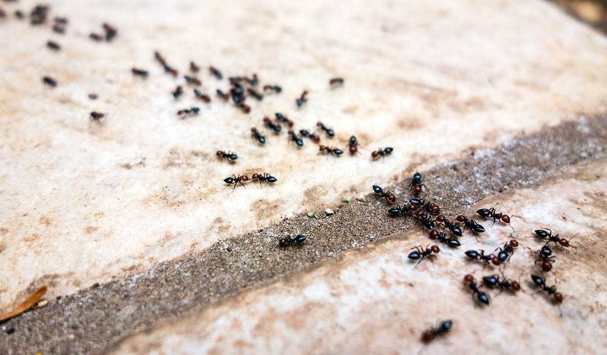 Топ-9 самых эффективных способов борьбы с муравьями на садовом участке