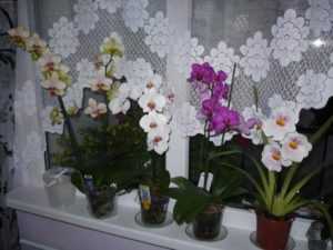 Когда поливать орхидею после пересадки и через сколько дней в первый раз можно увлажнять субстрат?