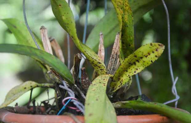 Вредители орхидей: какие бывают, способы борьбы с ними, фото