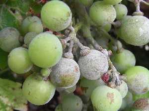 Обработка винограда от оидиума: химические средства и народные методы