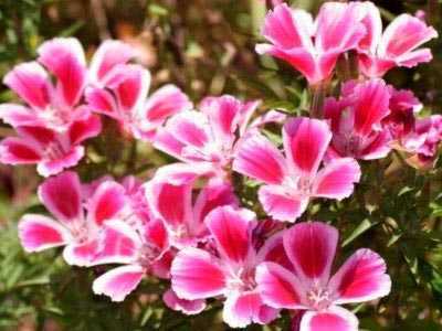 Цветок кларкия: фото, описание, выращивание из семян, уход