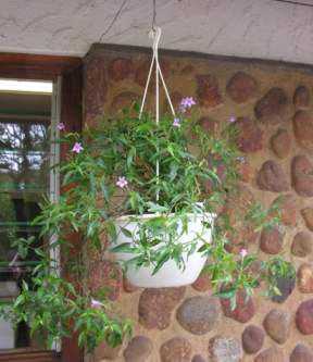 Цветок азистазия: посадка и уход, фото, выращивание в домашних условиях