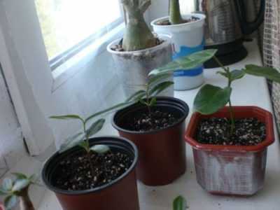 Брахихитон (бонсай) фото, уход за комнатным растением в домашних условиях