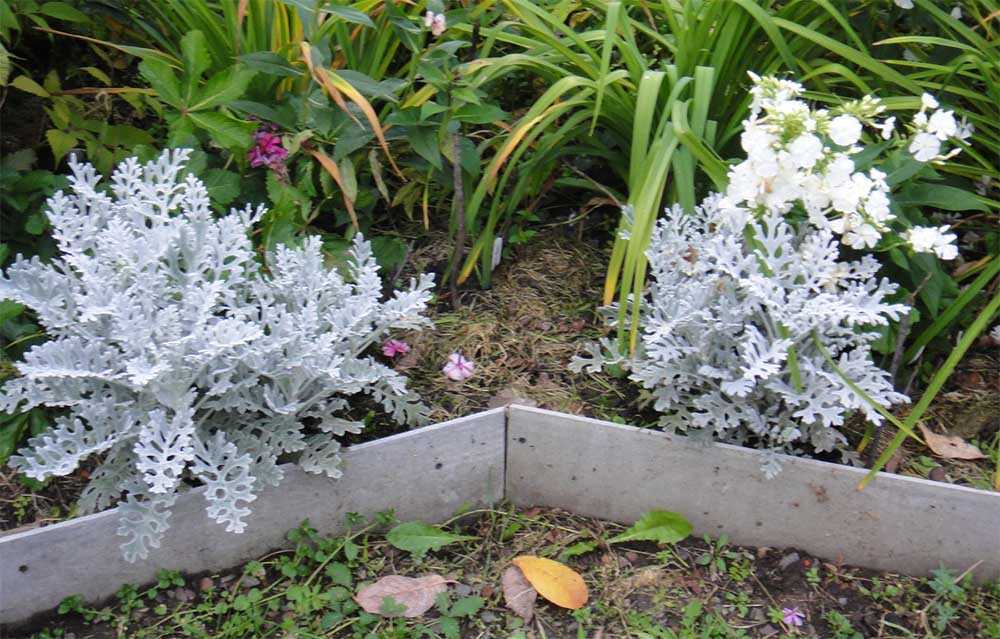 Универсальные цветы тунбергия крылатая для дома и сада - проект "цветочки" - для цветоводов начинающих и профессионалов