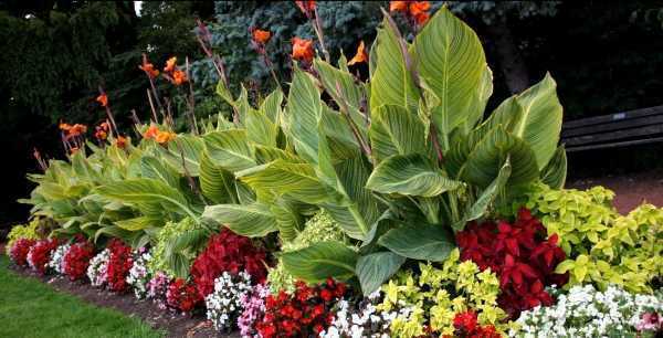 Цветок канна индийская: уход, сорта канн, фото.  | сажаем сад