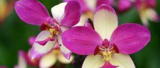 Как ухаживать за орхидеей в колбе и сохранить срезанные цветоносы в пробирке или стеклянной вазе?