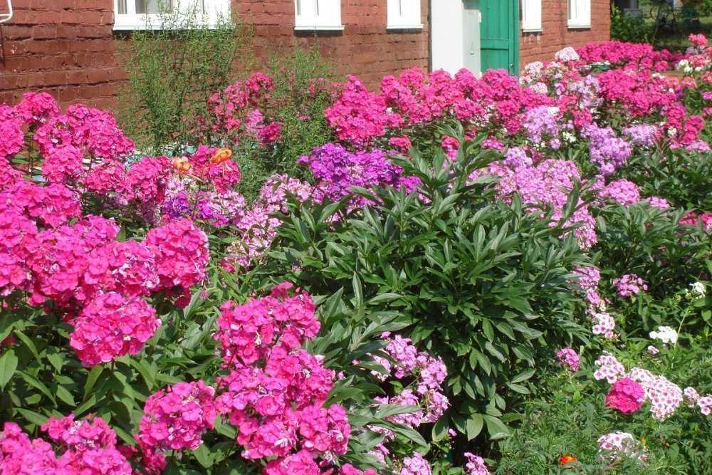 Цветы флоксы в оформлении сада - Проект "Цветочки" - для цветоводов начинающих и профессионалов