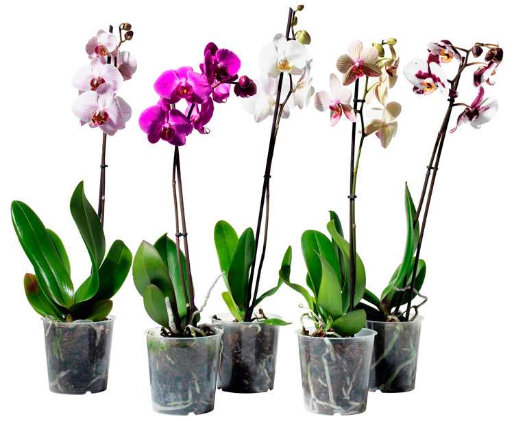 Как пересадить орхидею в домашних условиях, выбор горшка и грунта