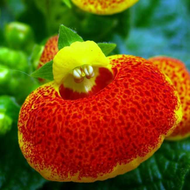 Цветы кальцеолярии (сalceolaria uniflora): посадка семян, условия выращивания