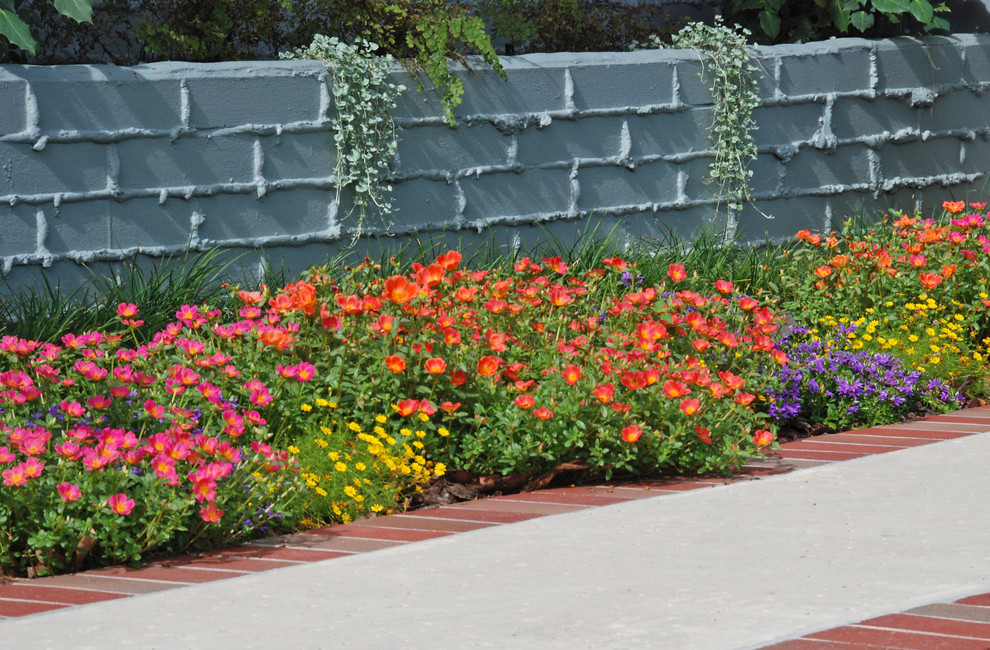 Портулак крупноцветковый и ампельный: выращивание из семян, посадка и уход на балконе и в открытом грунте