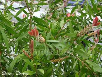 Такое вечнозеленое растение, как каллистемон имеет вид не очень большого деревца либо кустика с душистыми многочисленными листиками