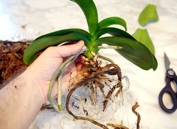 Как пересаживать орхидею: видео с пошаговой инструкцией