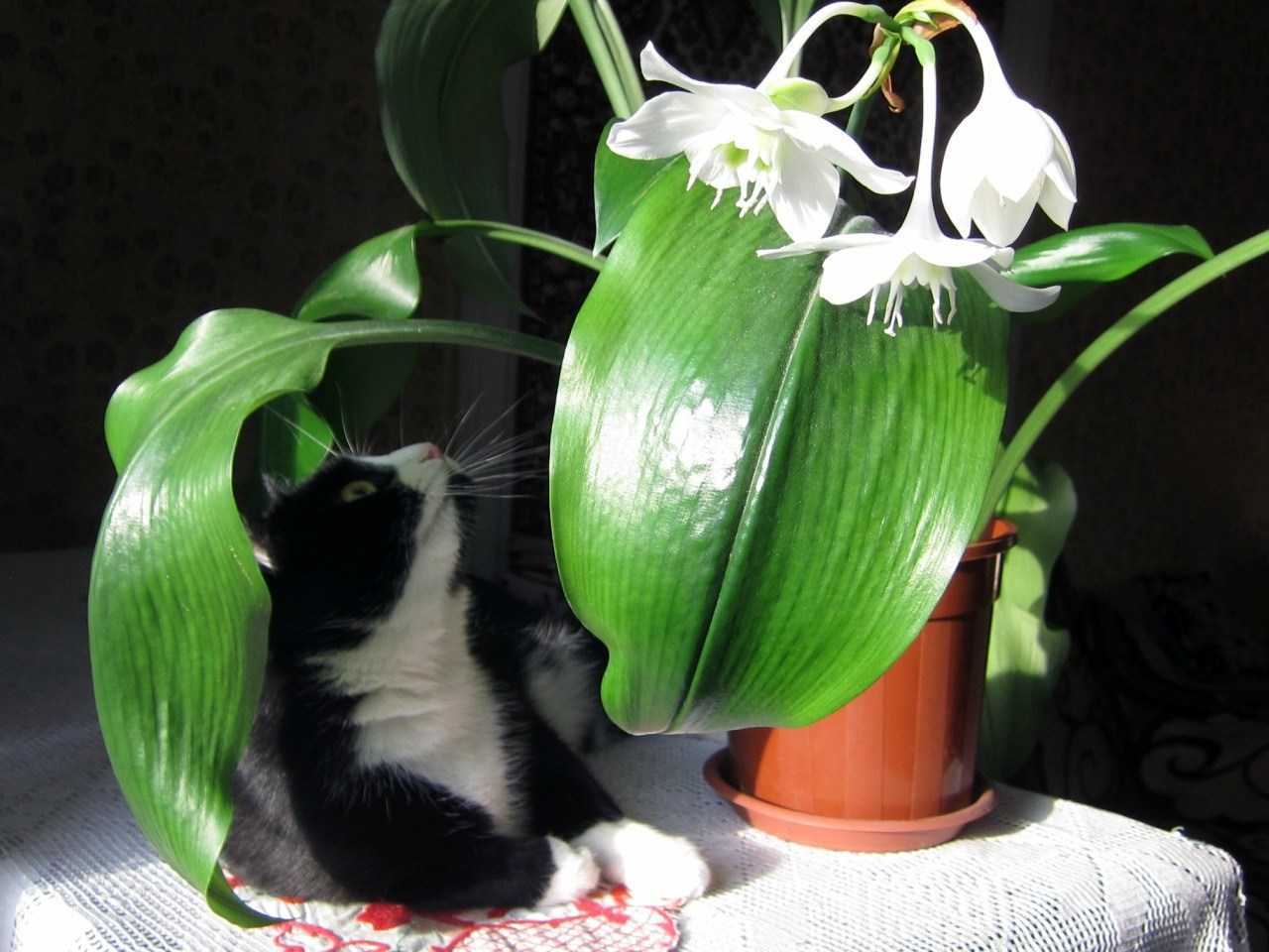 Эухарис (амазонская лилия) — уход за цветком в домашних условиях ?