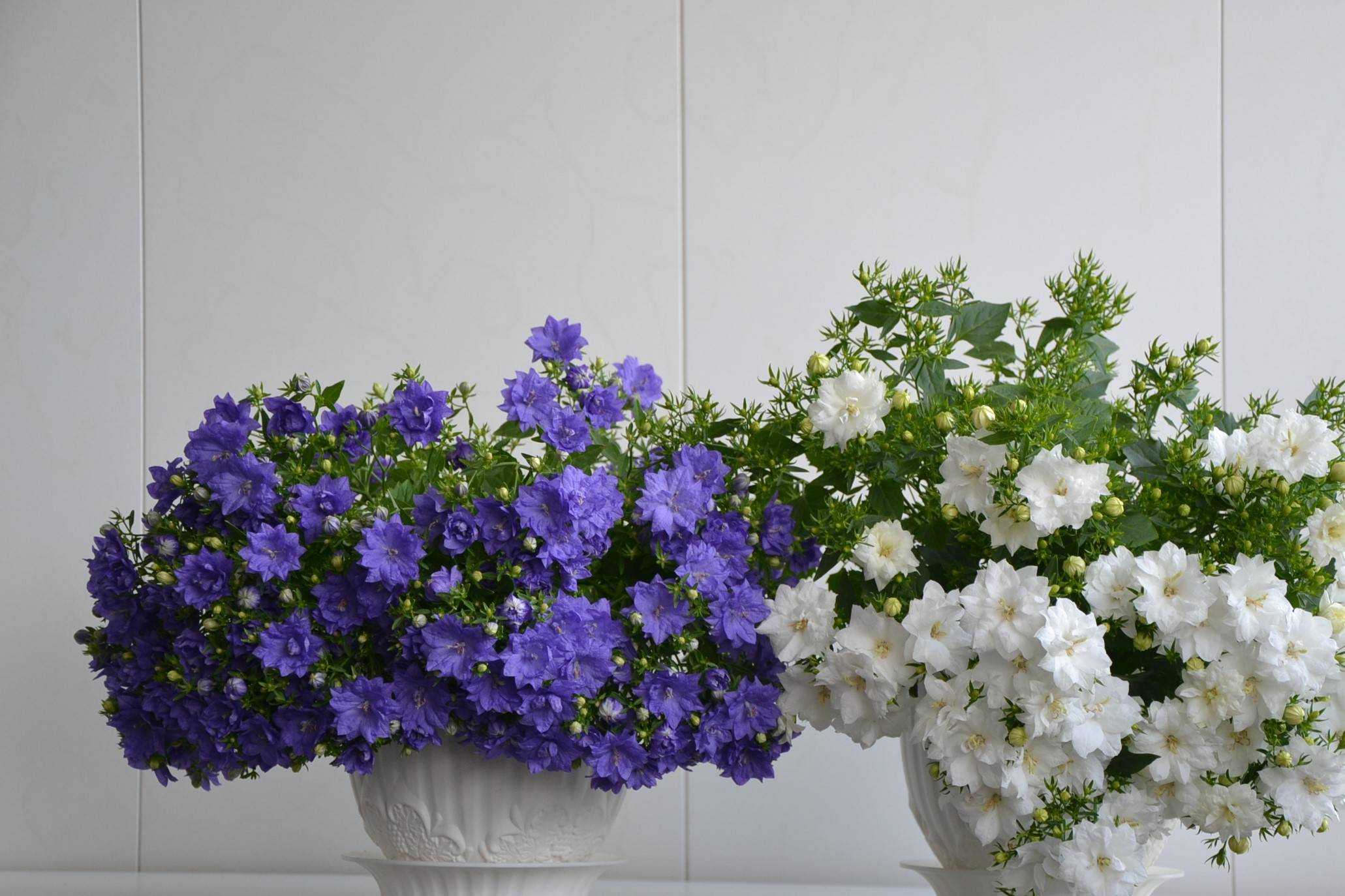 Цветущие красивые комнатные цветы (с фото) - проект "цветочки" - для цветоводов начинающих и профессионалов