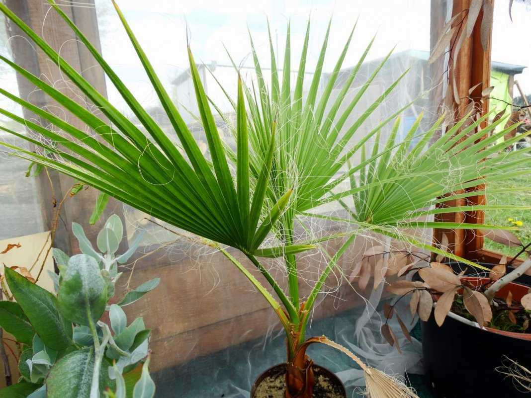 Пальма вашингтония (28 фото): уход в домашних условиях за комнатными растениями. нитеносная и робуста