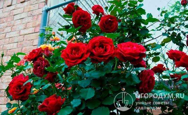 Роза дон жуан: описание и посадка плетистой розы