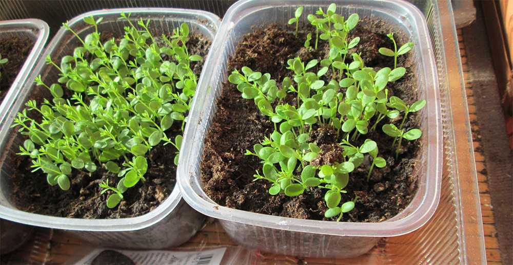 Выращивание рассады кохии: посадка семян, уход в домашних условиях, высадка