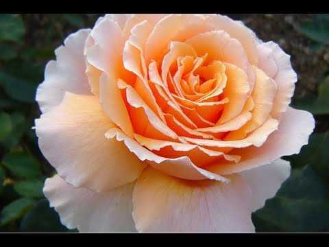 Роза пьер де ронсар: фото и описание сорта, уход, отзывы