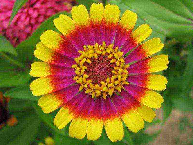 Виды цинний: изящные, крупноцветковые, кустовые, георгиноцветковые