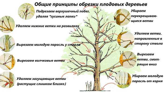 Весенняя обрезка плодовых деревьев - 7 правил обрезки