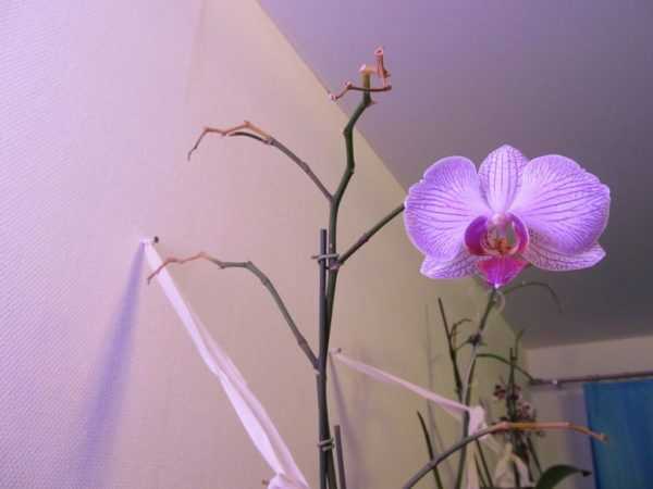 Размножение орхидей воздушными корнями: видео о том, можно ли вырастить полноценное растение из корешка
