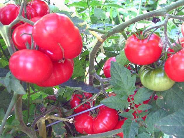 Как посадить помидоры в теплице правильно