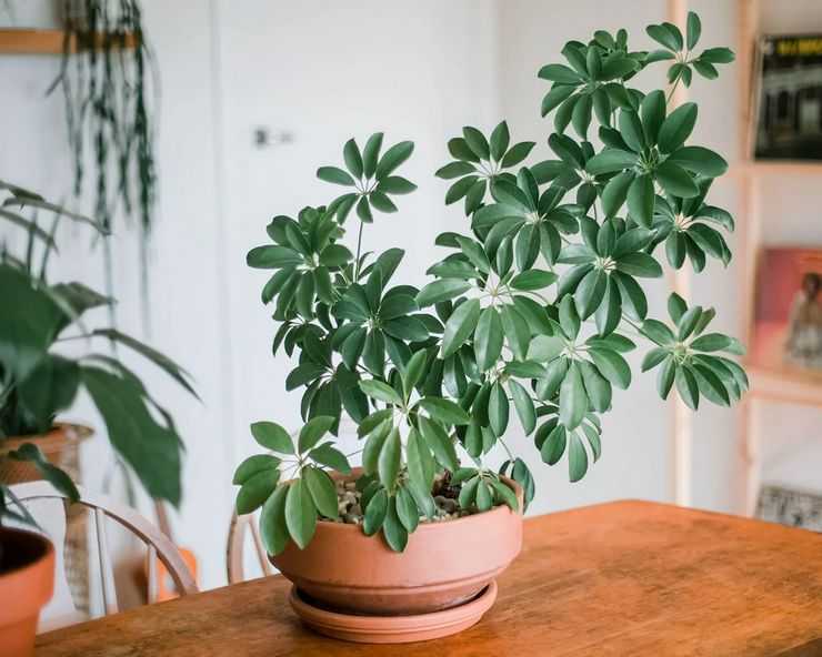 Как ухаживать за комнатным растением шефлера в домашних условиях