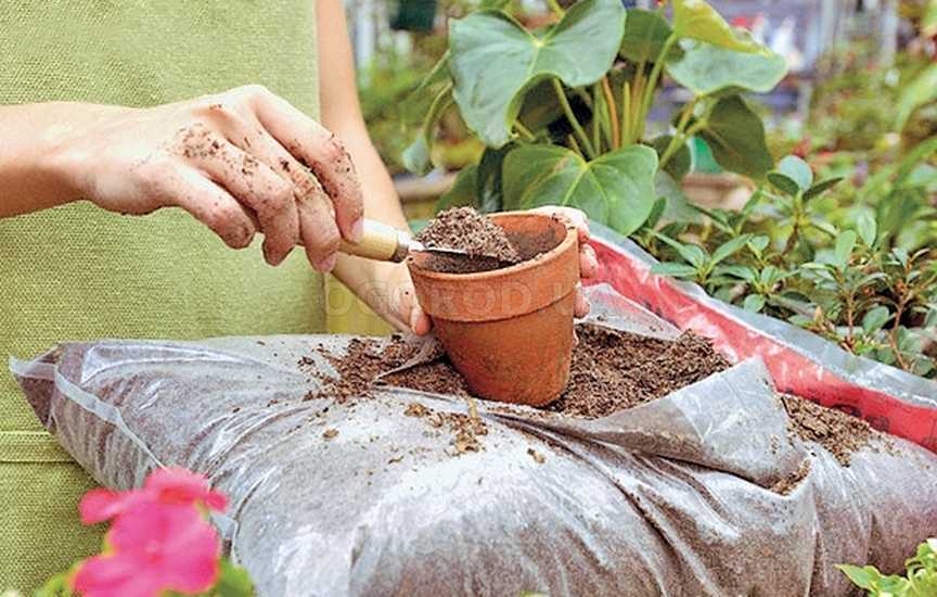 Правильные смеси почвы для разных видов комнатных растений Большинство комнатных и садовых растений предпочитают нейтральные или слабощелочные почвы