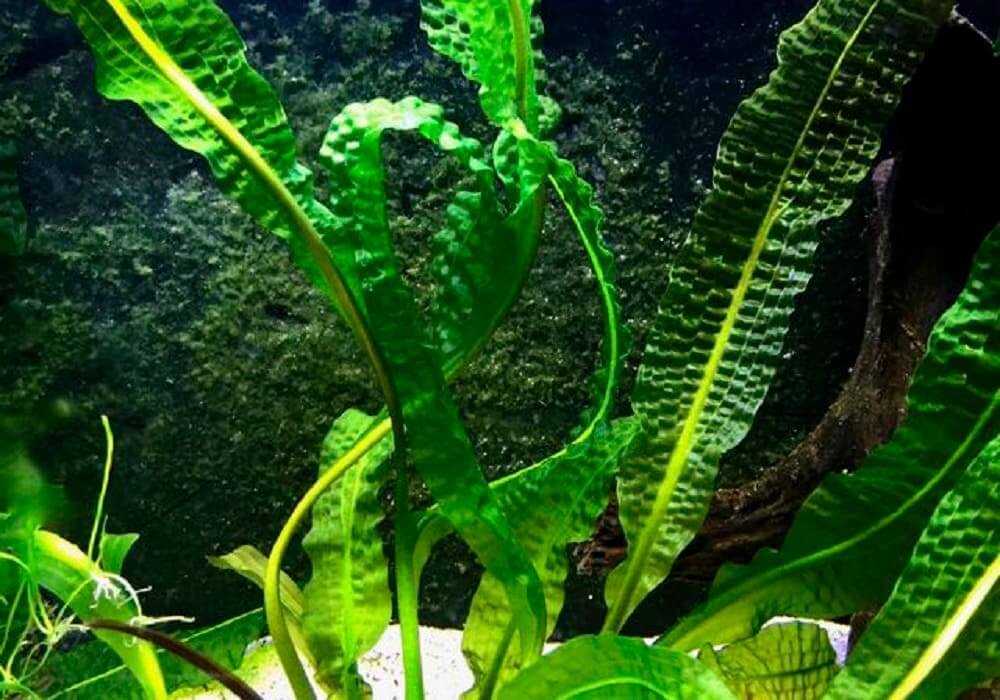Апоногетон: содержание растения в водоёме и аквариуме, виды, фото