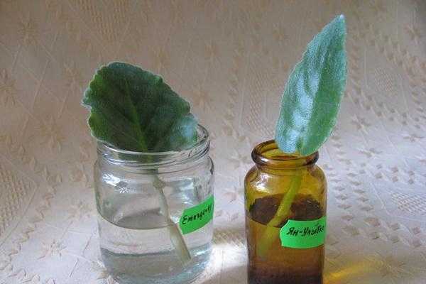 Размножение фиалки из листа (29 фото): как размножить сенполию листом в домашних условиях пошагово? как посадить и укоренить лист?