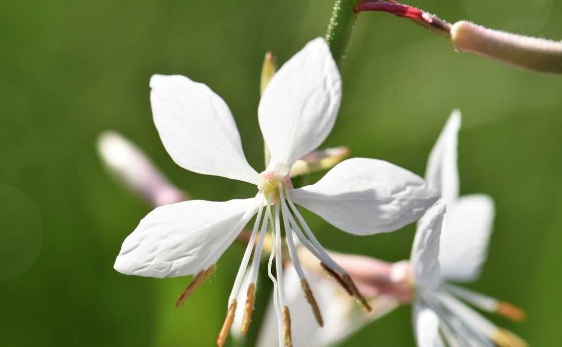 Многолетние цветы вероника: особенности выращивания в открытом грунте