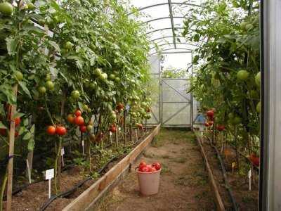 Как вырастить рассаду помидоров в теплице из поликарбоната или парнике: можно ли использовать неподготовленные семена томата и в какой срок их сеять? русский фермер