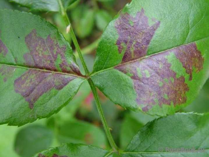 Болезни листьев и побегов гортензии древовидной, фото вредителей, лечение