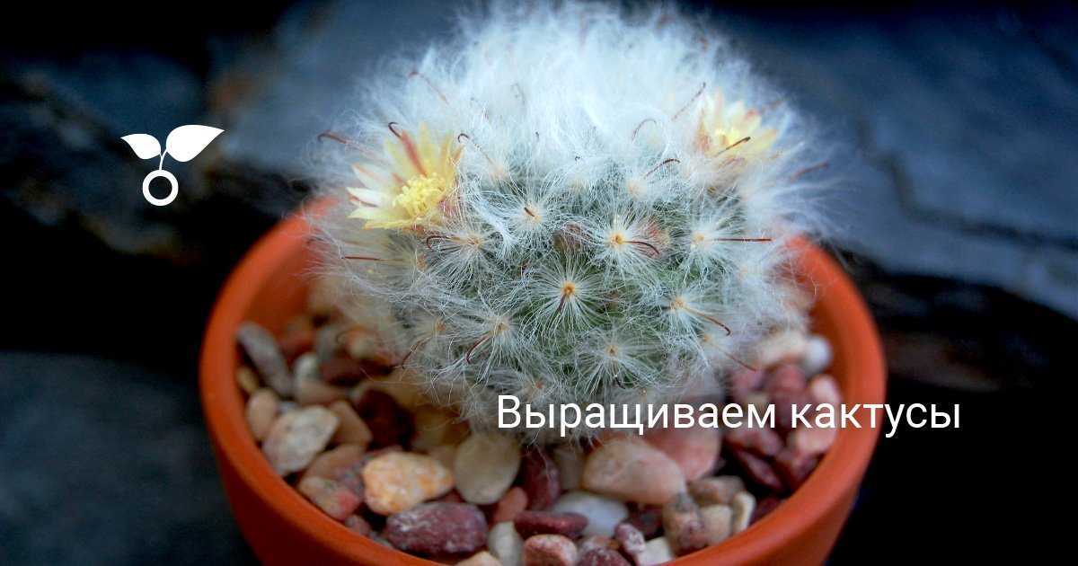 Гимнокалициум: микс и другие популярные виды растения и уход за кактусом дома