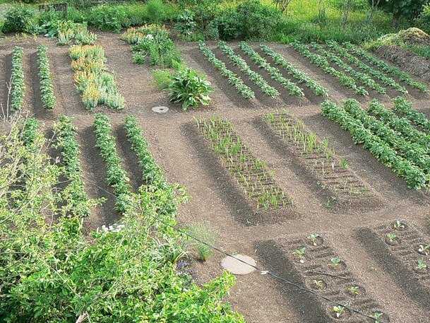 Планировка сада и огорода на участках 6, 10 и 15 соток