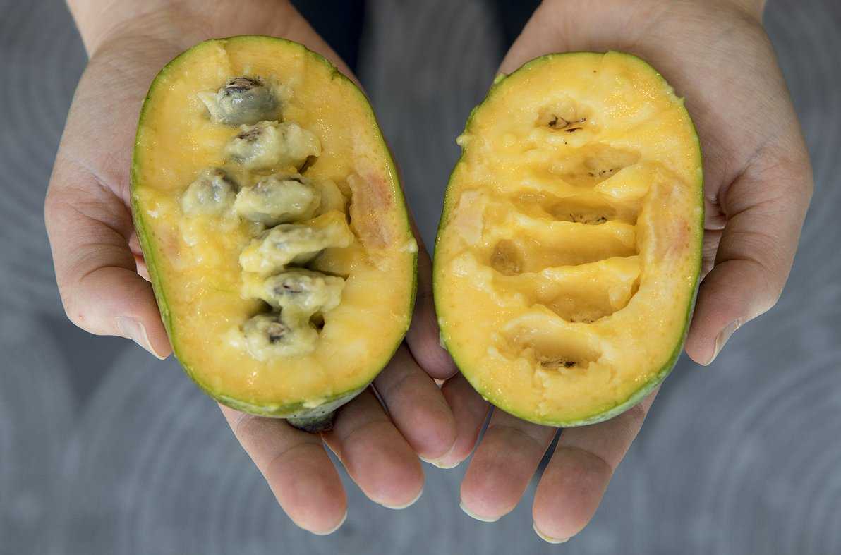 Азимина трехлопастная выращивание в открытом грунте уход за азиминой в саду полезные свойства бананового дерева