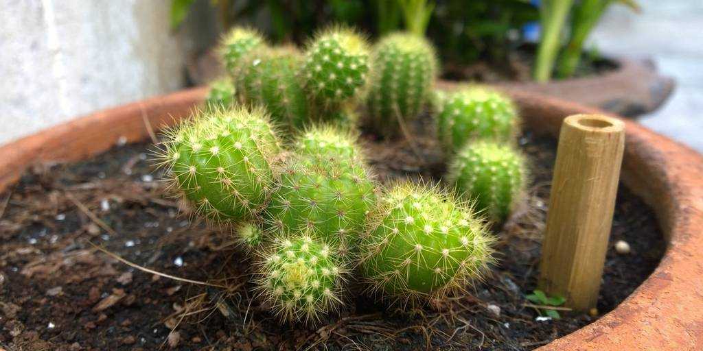 Гимнокалициум порадует любителей кактусов необычной расцветкой, ежегодным цветением и неприхотливостью Виды гимнокалициума Уход в домашних условиях Болезни и