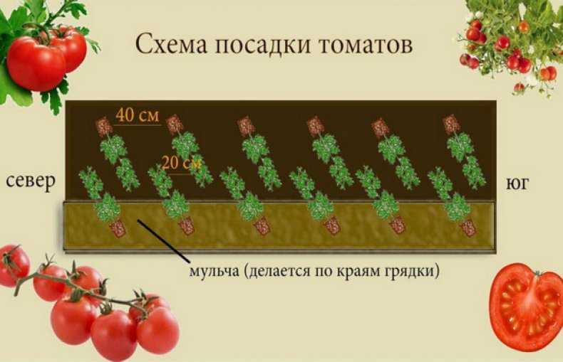 15 секретов хорошего урожая помидор: в теплице и в огороде