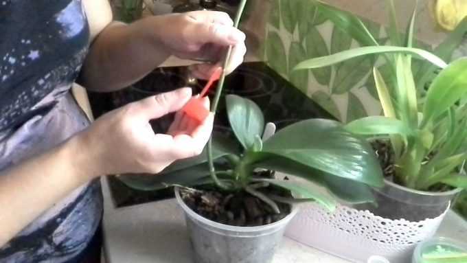 Цитокининовая паста применение для комнатных растений кроме орхидей. цитокининовая паста: как использовать для комнатных растений