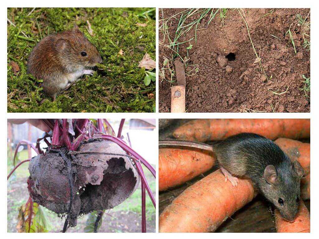 Как избавиться от земляной крысы в огороде