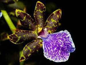 Орхидея зигопеталум в домашних условиях: уход и пересадка цветка, фото орхидеи зигопеталум