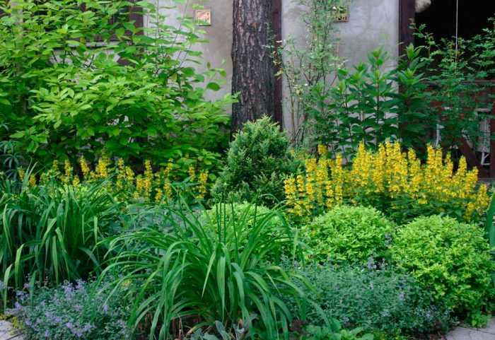 Что посадить в тени? топ-35 лучших растений для красивого тенистого сада (фото & видео)