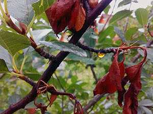 Монилиоз яблони: как бороться с плодовой гнилью