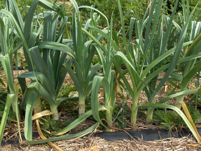 Лук порей как правильно и когда посадить на рассаду: пошаговая инструкция с видео посева семян