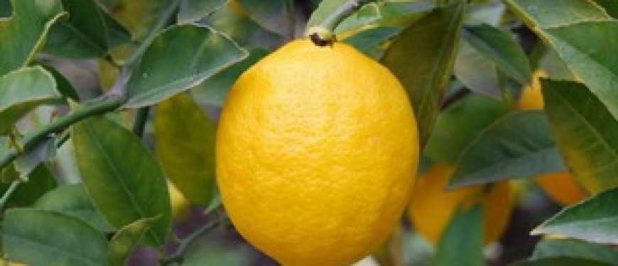 Как привить лимон в домашних условиях: видео и рекомендации