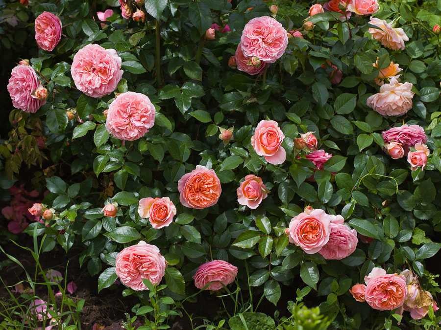 Роза: описание и история королевы цветов
